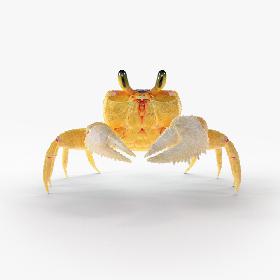 Ghost Crab Rigged model